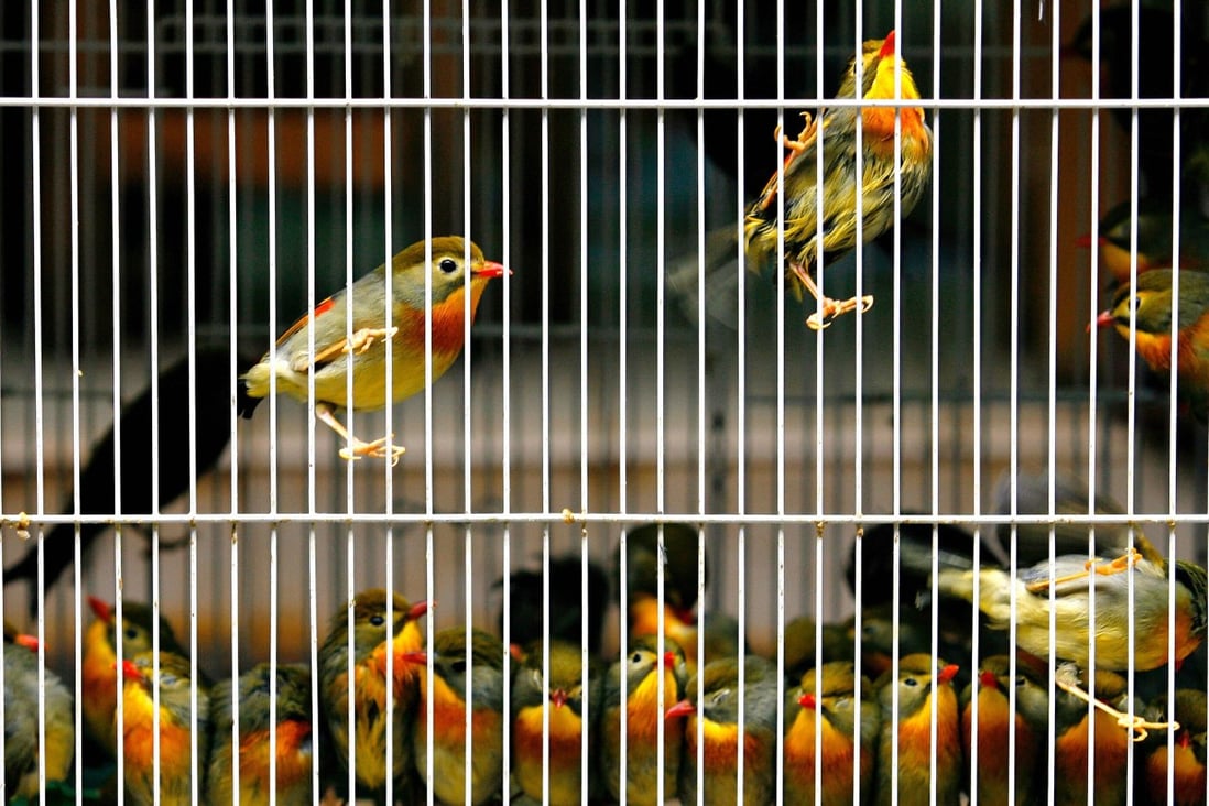 Captive birds for sale in a cage at a bird market in Hong Kong. A team of scientists has developed a technique that can determine whether such birds were raised in captivity or captured from the wild. Photo: AFP via Getty Images