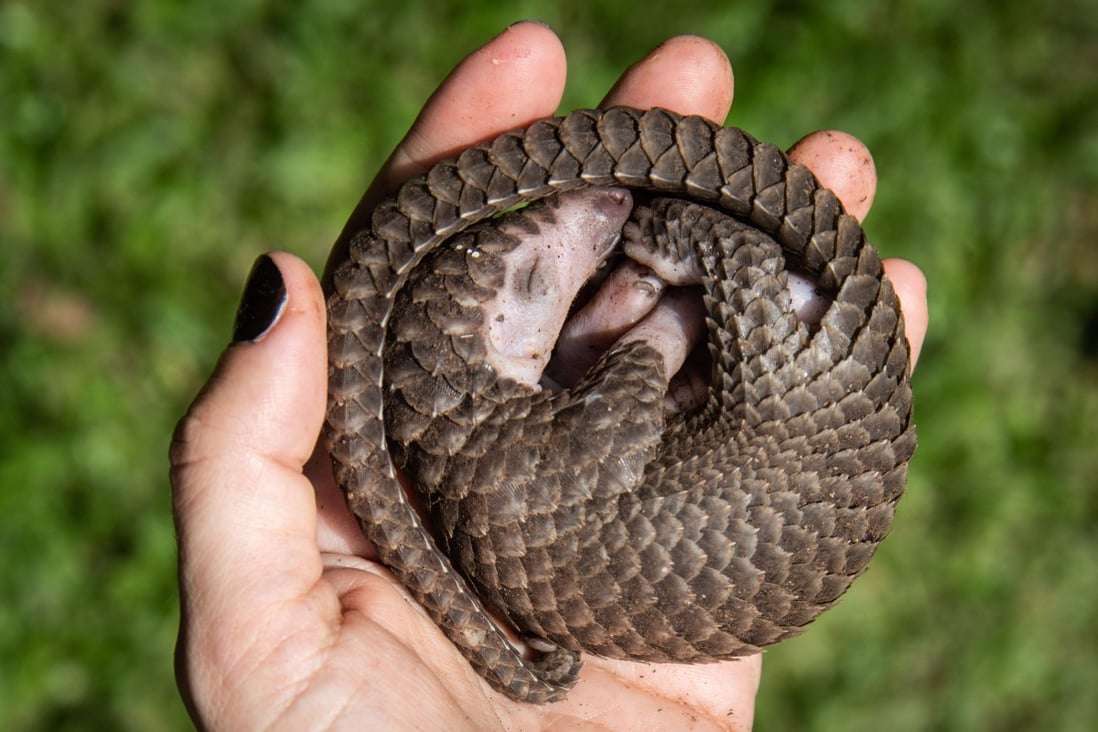 A white-bellied pangolin that was rescued from animal traffickers. Photo: AFP