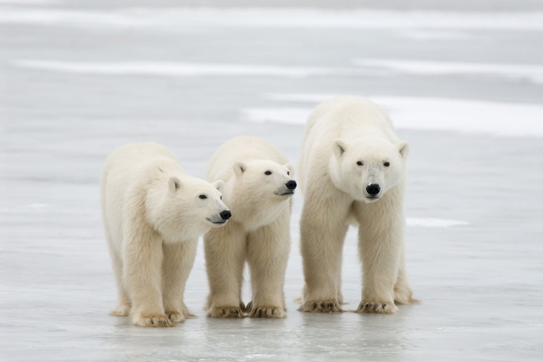 Polar bears will go extinct by 2100 because of climate change, study says |  South China Morning Post