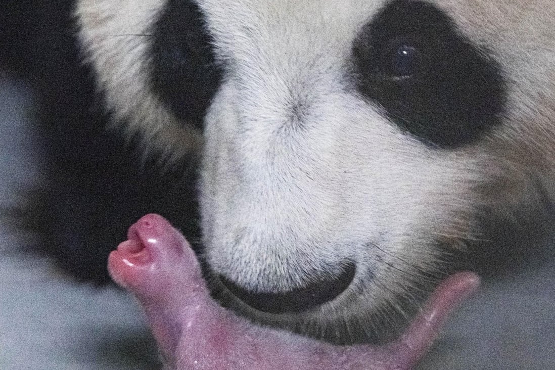 A handout photo provided by South Korea’s Everland theme park shows giant panda Ai Bao with her newborn cub. Photo: Handout / Everland