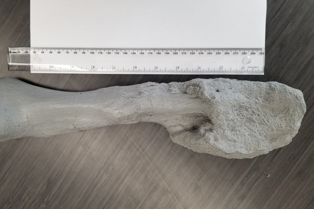 A cast of the Centrosaurus lower leg bone shows disfigurement by aggressive malignant bone cancer. Photo: Mark Crowther handout via Reuters
