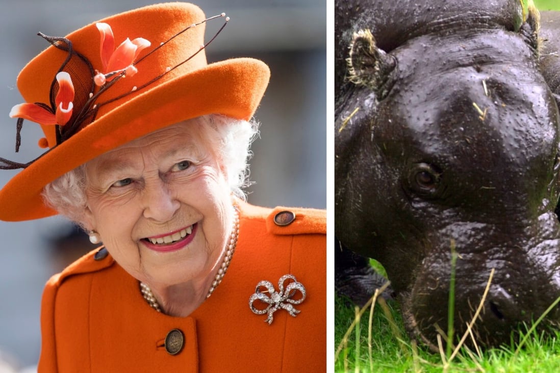 Queen Elizabeth’s menagerie includes hippos, crocodiles, anteaters, an elephant and panthers. Photos: EPA-EFE/AFP
