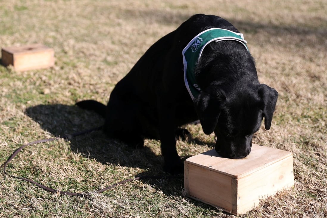 A Covid-19 detector dog sniffs for a sample in Santiago, Chile. Photo: Reuters