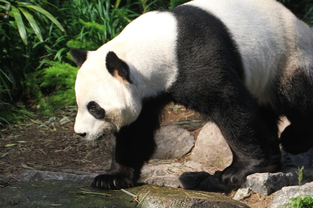 The Calgary Zoo is struggling to find a consistent supply of fresh bamboo to feed its two giant pandas on loan from China. Photo: Calgary Zoo
