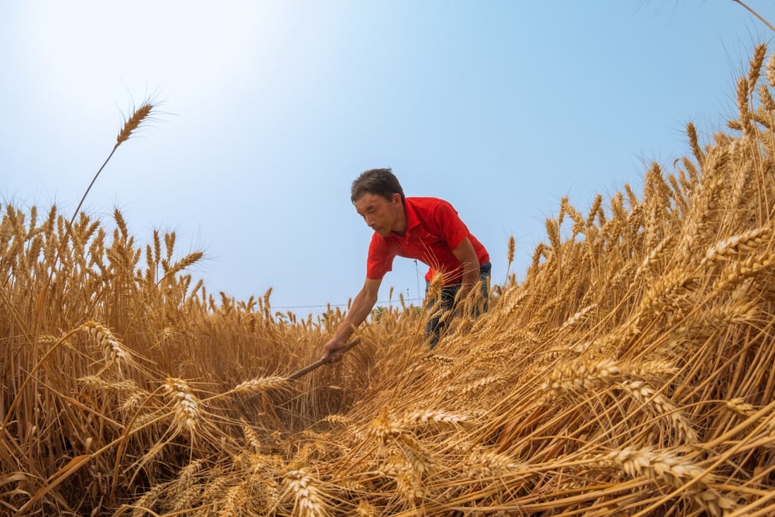 A man works in the wheat field in Yanzhuang village, Anyang city, in central China’s Henan province. The nation’s agriculture minister, Han Changfu, wrote in an opinion piece published on Friday in People’s Daily that China is “confident and capable of ensuring food security”. Photo: Xinhua