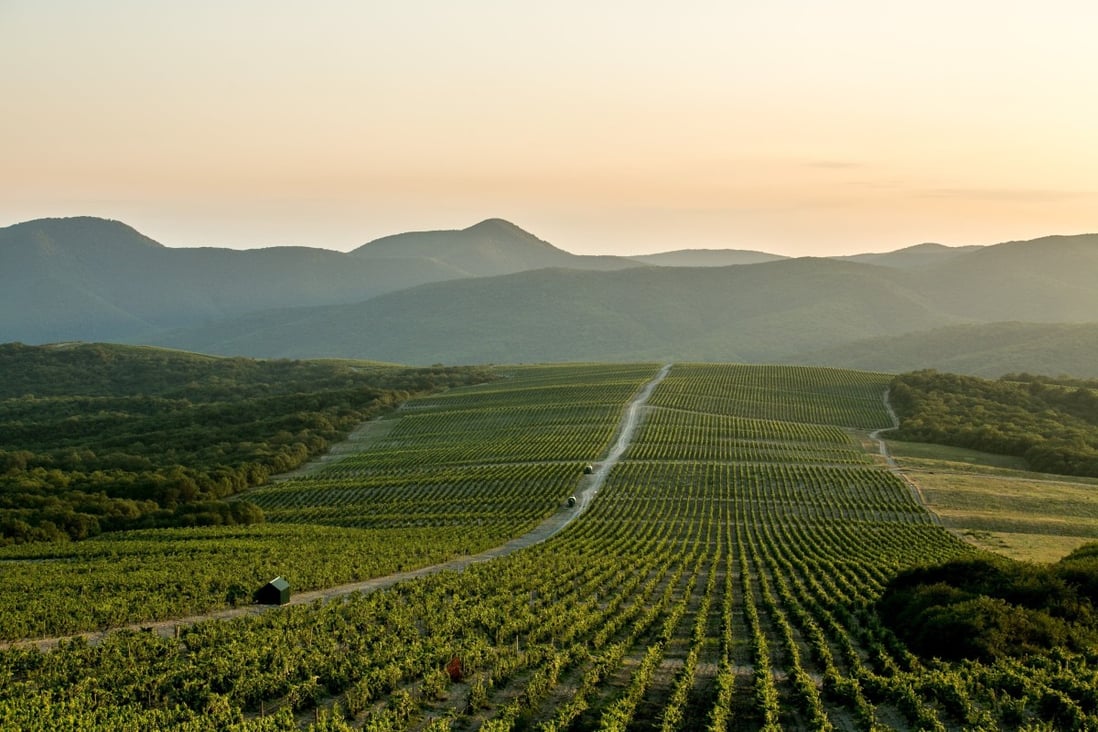 Vineyards of the Abrau-Durso winery. Russia wants to make a name for itself on the global wine market as a quality producer. Photo: Abrau-Djurso group