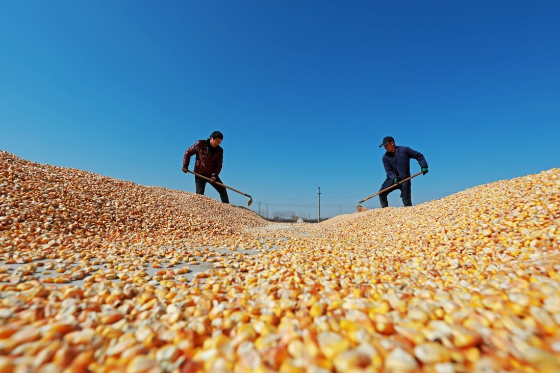 The US Department of Agriculture, in a report Thursday on sales to “China and unknown destinations”, noted 110,000 tonnes of corn purchases. Photo: Shutterstock