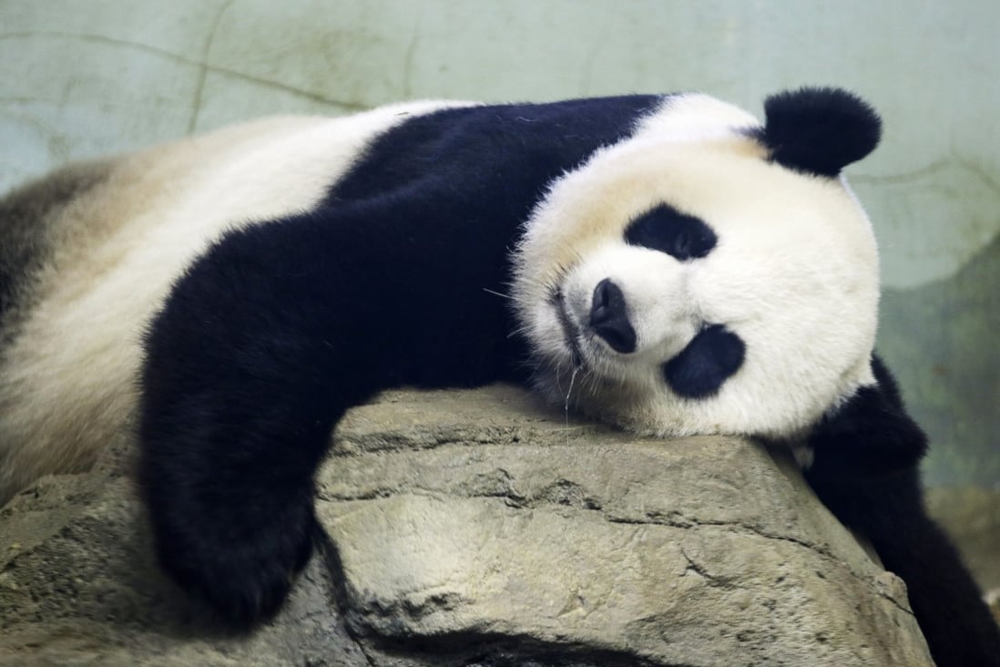 The National Zoo's giant panda Mei Ziang takes a nap in August 2015. Photo: AP