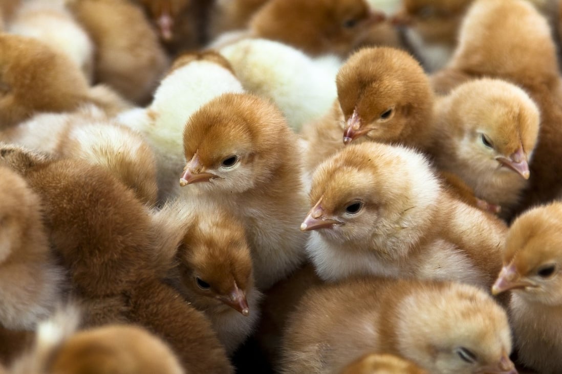 Chicks for sale at a market. Thousands of the baby birds shipped to New England farmers have arrived dead since the US Postal Service cut operations in recent months. Photo: TNS