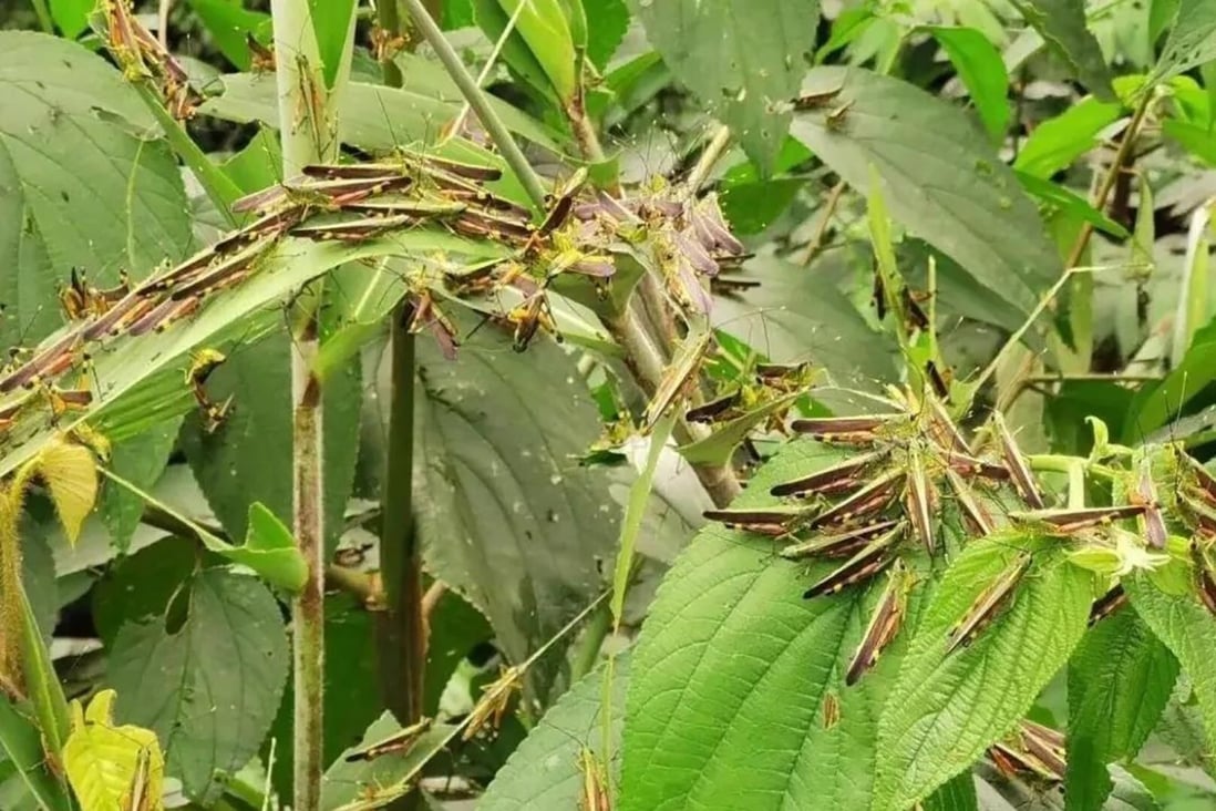 China is battling one of the worst locust infestations in decades, raising fears of further damage to food production. Photo: Weibo