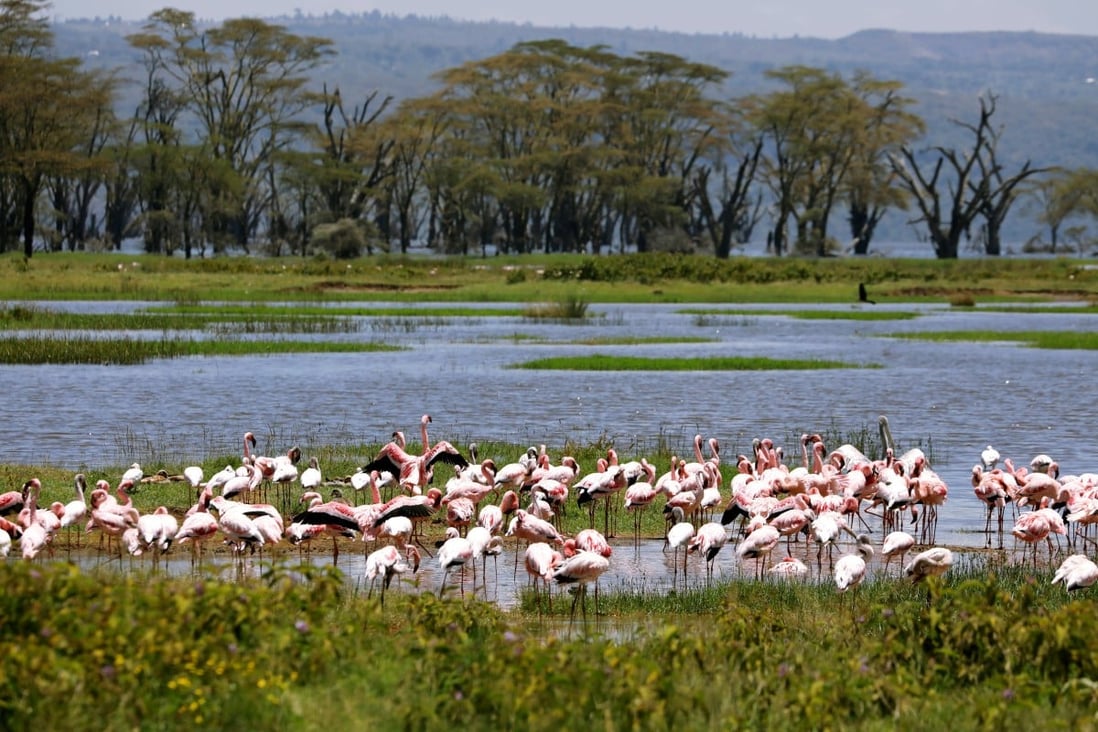 Flamingos at Lake Nakuru, Kenya. When the water levels rose eight years ago, the flamingos moved to nearby lakes, but they have started to return. Photo: Reuters/Baz Ratner