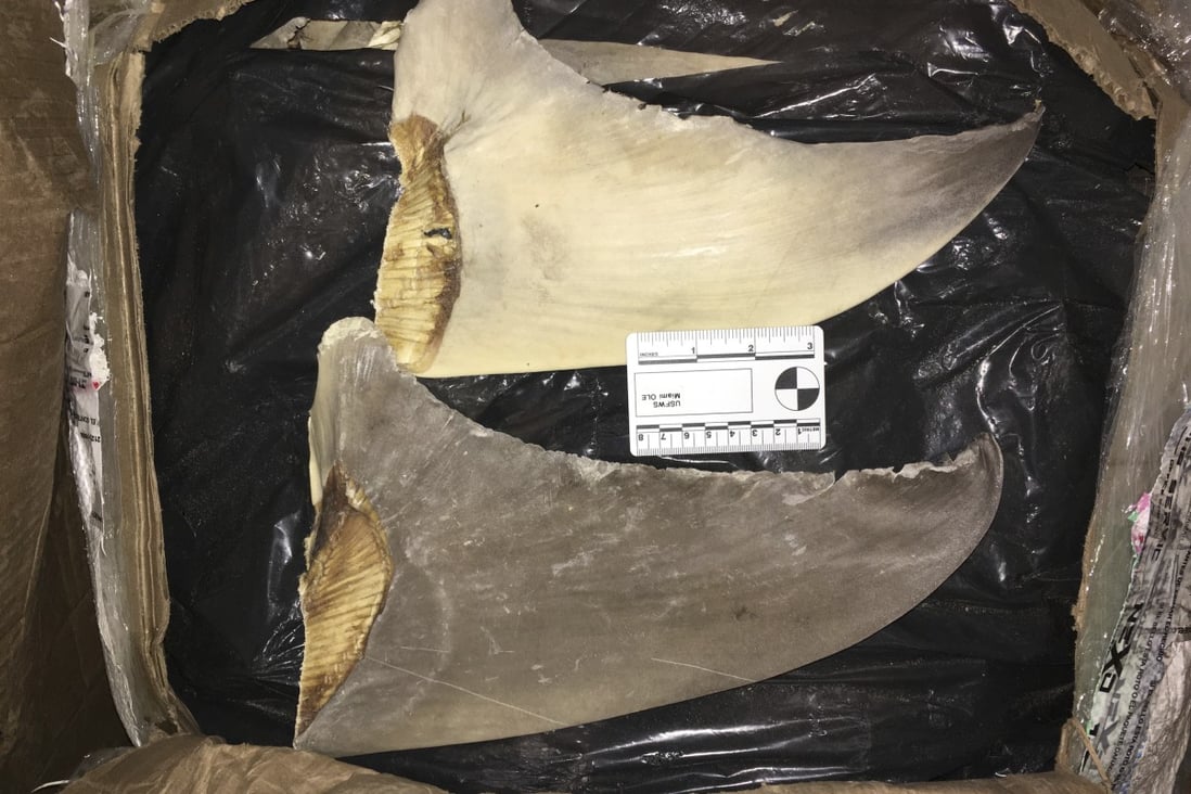 Confiscated hammerhead shark fins are displayed at the Port of Miami. Photo: US Fish and Wildlife Service handout via AP