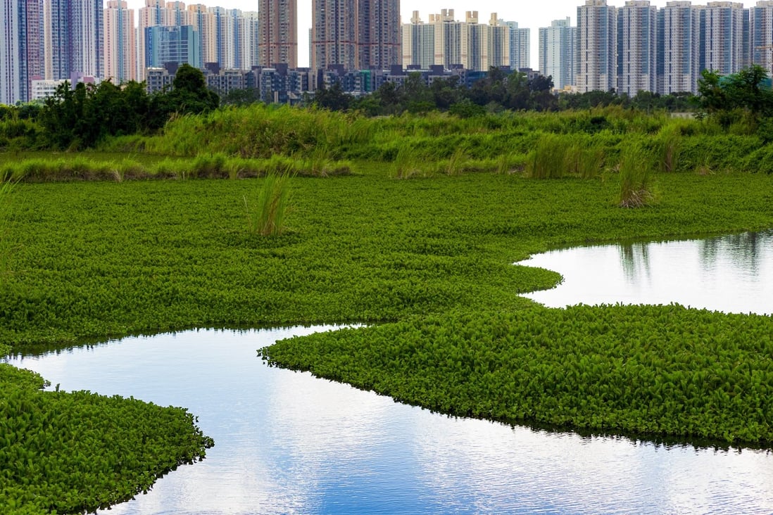 Common water hyacinths are seen on the surface of abandoned fish ponds in rural areas in Fung Lok Wai, Yuen Long. Photo: Martin Chan