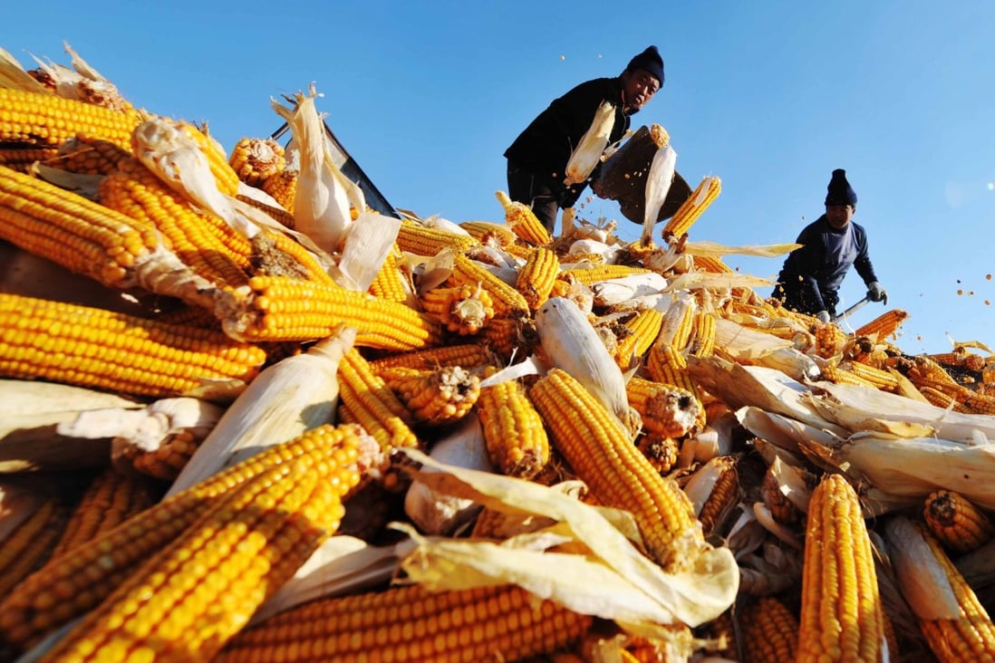 Farmers dry harvested corn at a grain depot in Heilongjiang province – part of China’s key northeastern grain region that was recently hit by three typhoons. Photo: Xinhua