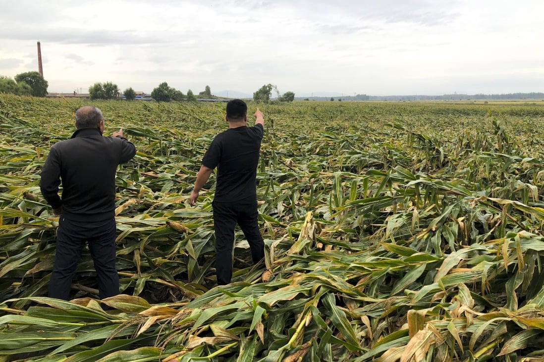 Farmer Bai (left) points across his flattened cornfield in Heilongjiang province, which was hit by heavy storms in recent weeks. Bai says some fields in the important corn-growing region may not yield any harvest this year. Photo: Orange Wang