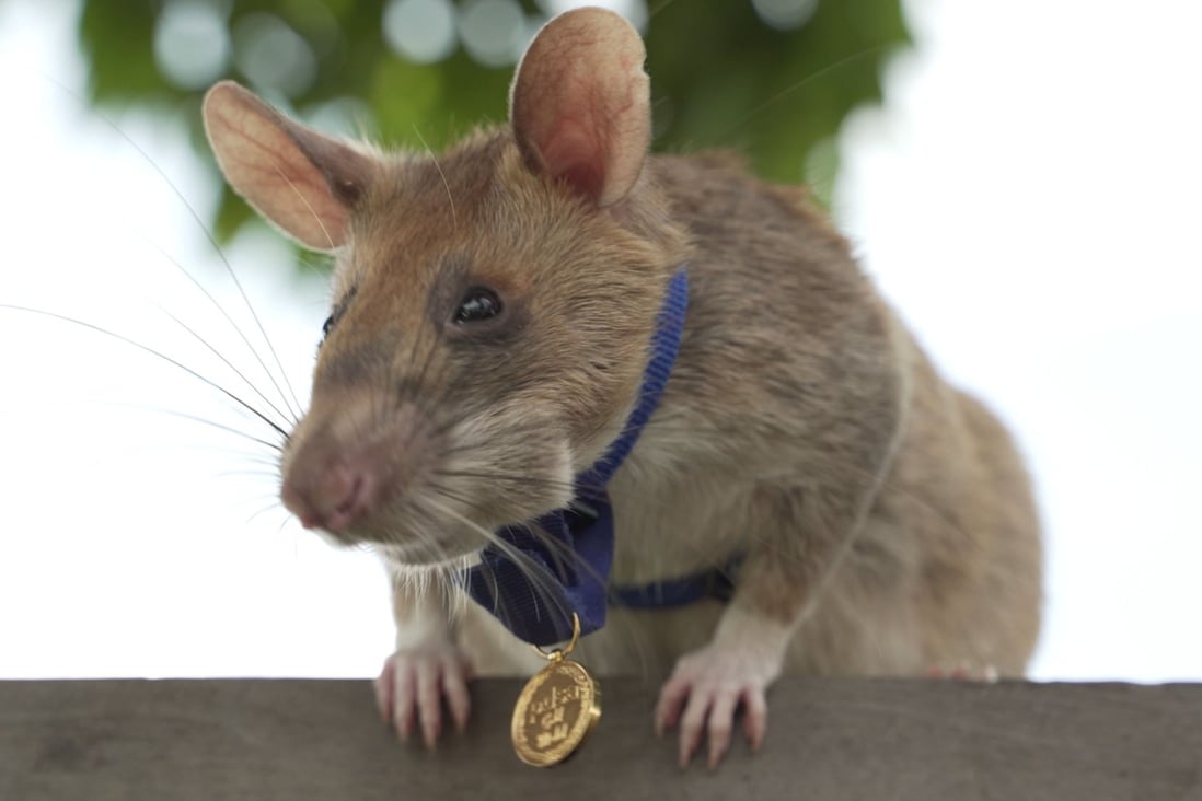 Magawa, an African giant pouch rat, has been awarded a gold medal by UK animal welfare charity PDSA for helping detect deadly landmines in Cambodia. Photo: PDSA handout via dpa