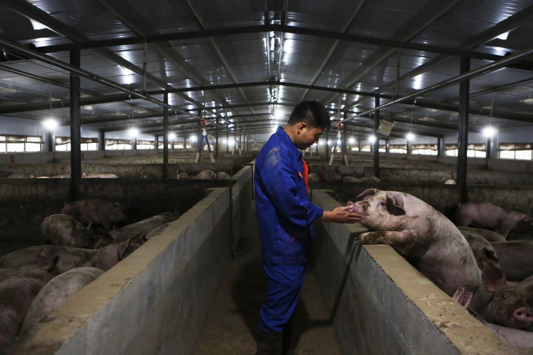 A staff member checks a pig's condition at a farm in Zhongjiang county in southwestern Sichuan province in November 2019. The Charoen Pokphand unit in Hong Kong is seeking to entrench itself in China with the biggest M&A deal this quarter. Photo: Xinhua
