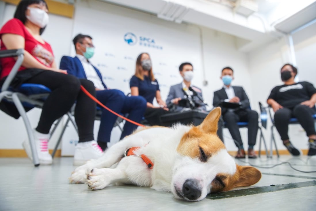 Hong Kong pets rescued from smugglers still struggling, as protection