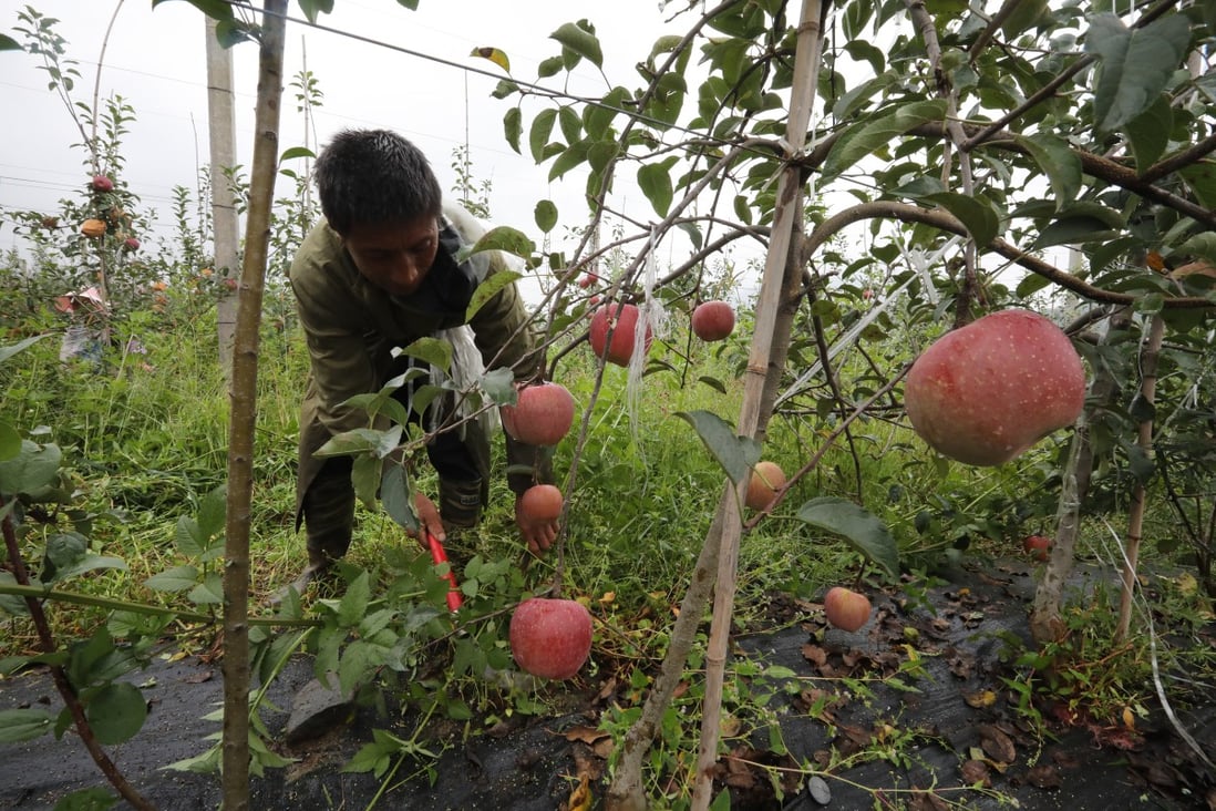 A worker tends to an apple orchard in Yuexi county in the Liangshan Yi autonomous prefecture, an area target for poverty alleviation assistance. Photo: Simon Song