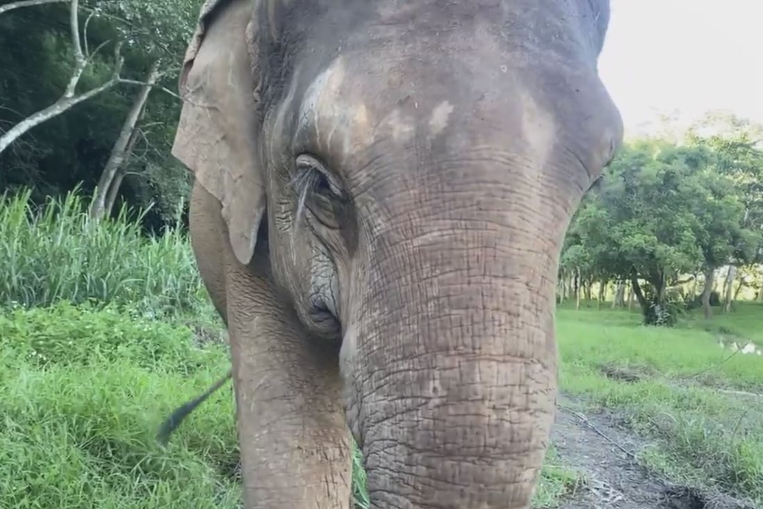 An elephant can now be part of your Zoom video call thanks to a programme in northern Thailand aimed at raising money for the animals after a huge shortfall in income from visitors as as result of Covid-19 travel restrictions. Photo: Facebook