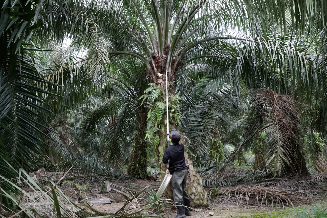 A worker collects palm oil fruits at a plantation in Malaysia in June. Photo: Reuters