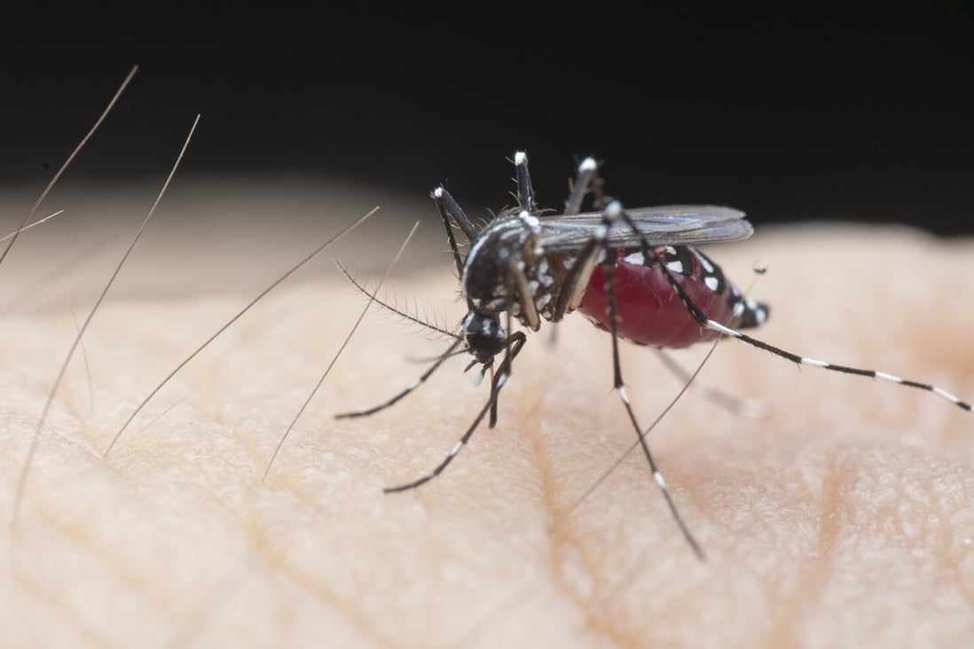 Mosquitoes injected with a natural bacterium called Wolbachia, which hinders the insect’s ability to transmit viruses including dengue, were released to breed and infect local populations in Yogyakarta, Indonesia, in a recently concluded trial. Photo: Getty Images/EyeEm