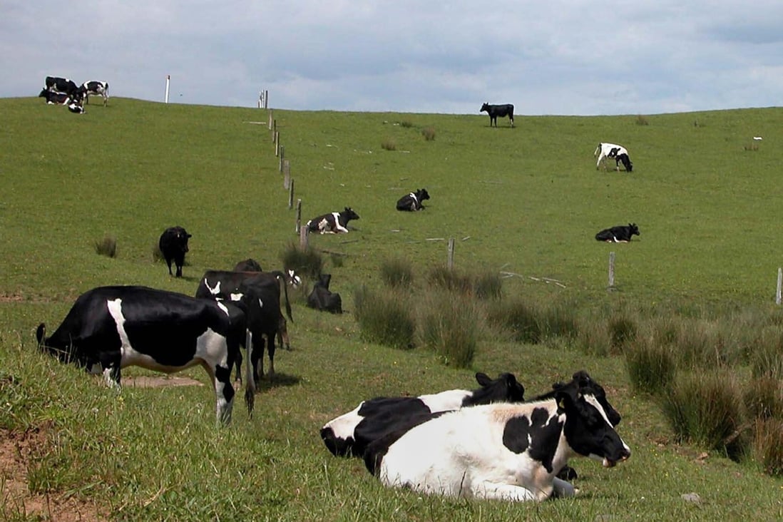 New Zealand in May imposed stricter rules to prevent cattle from entering waterways. Photo: AFP