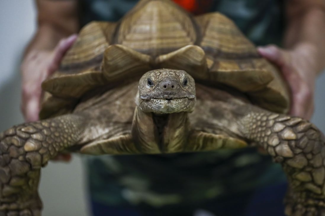 A grooved tortoise at a pet supplies expo. One complaint involved the alleged sale of a pet owner’s beloved tortoise. Photo: Nora Tam