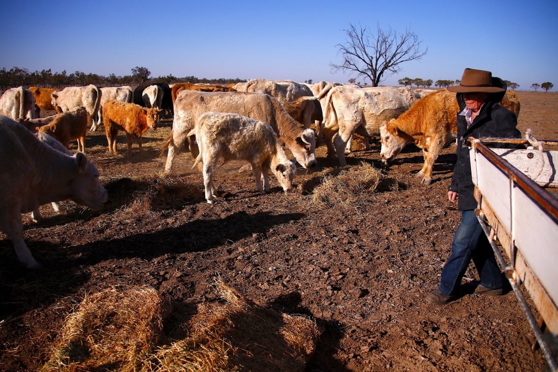 Australia was China’s top supplier of live cattle in the first seven months of the year until it was overtaken by New Zealand, official customs data showed. Photo: Reuters