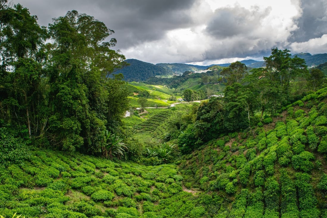 Agritourism is popular in Malaysia’s Cameron Highlands. It is one of many terms that fall under the umbrella of sustainable tourism. Photo: Shutterstock