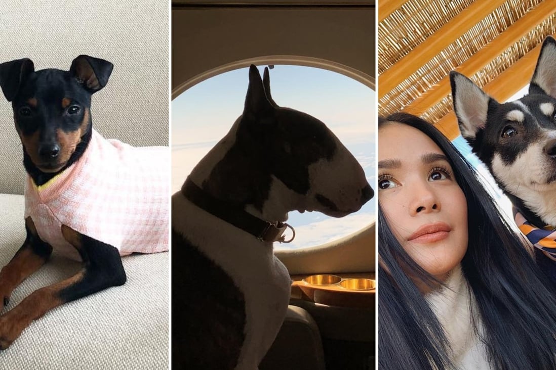 Pampered pooches: From left to right, Bryan Boy’s Bettina, Marc Jacobs’ Neville and Heart Evangelista’s Panda. Photos: @bettinabuffe; @nevillejacobs; @iamhearte/Instagram
