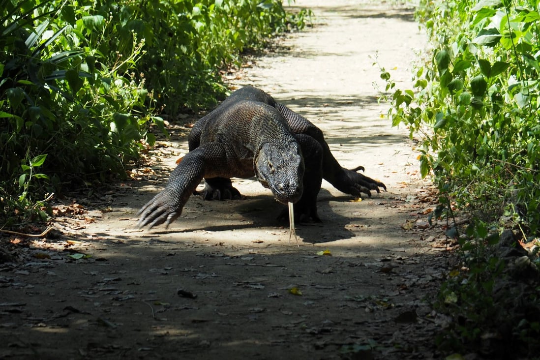 A Komodo Dragon is seen in Komodo National Park, Indonesia, in 2018. Photo: Reuters