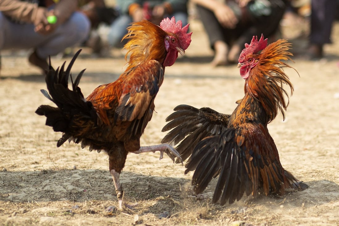 Philippine Policeman Killed By Rooster During Raid On Illegal Cockfight