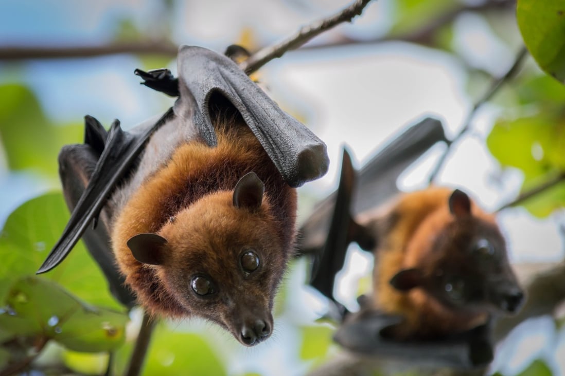 A Chinese team of scientists has detailed how they found a bat virus with many similarities to Sars-CoV-2. Photo: Shutterstock