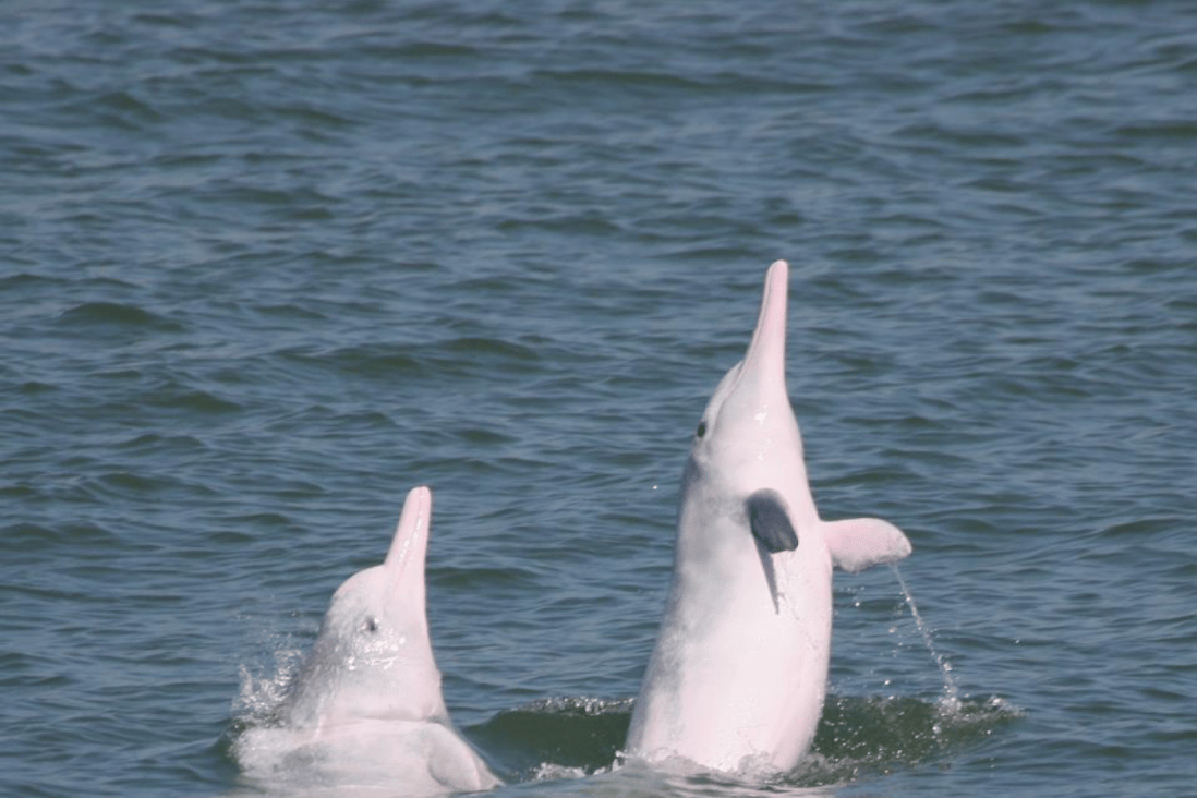 Rare pink dolphins are returning to Hong Kong waters. Photo: Handout.