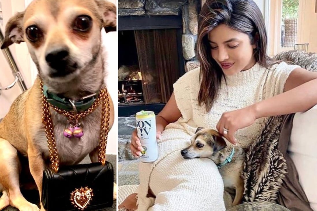 Priyanka Chopra and Nick Jonas spoil their dog with a Tiffany & Co