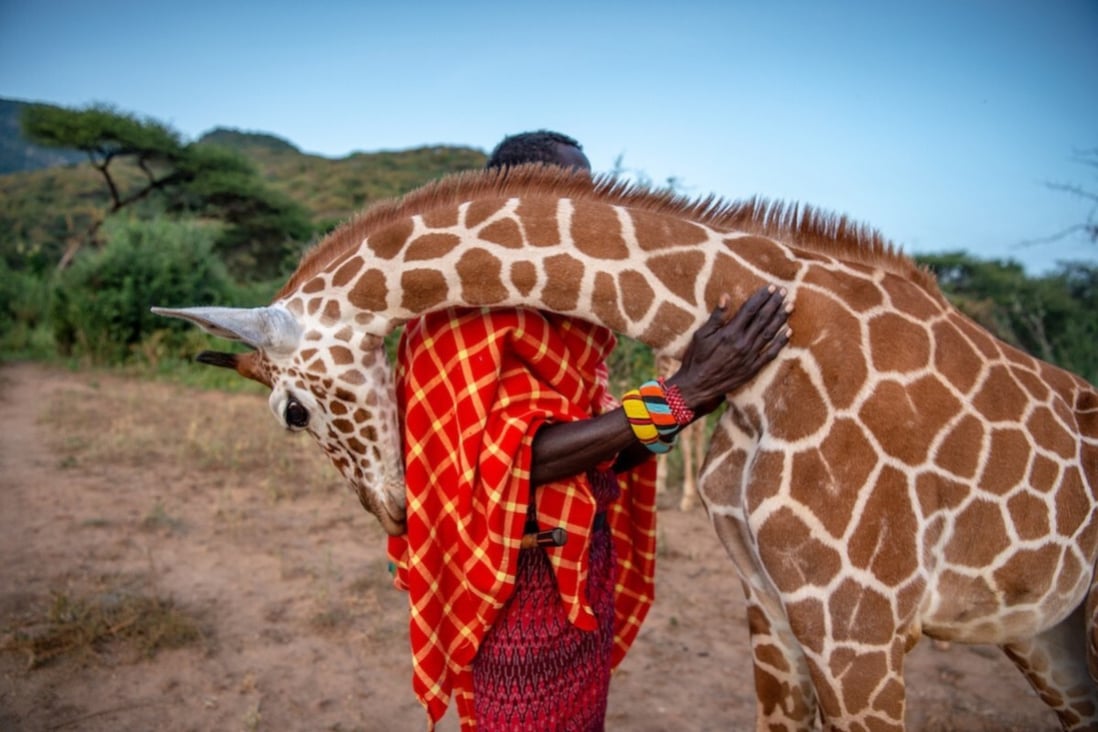 An orphaned reticulated giraffe nuzzles Sarara Camp wildlife keeper Lekupania. This giraffe was rehabilitated and returned to the wild. The image is among those being sold to raise money for Conservation International to help wildlife parks and those who depend on them for work survive the pandemic. Photo: Prints For Nature/Ami Vitale