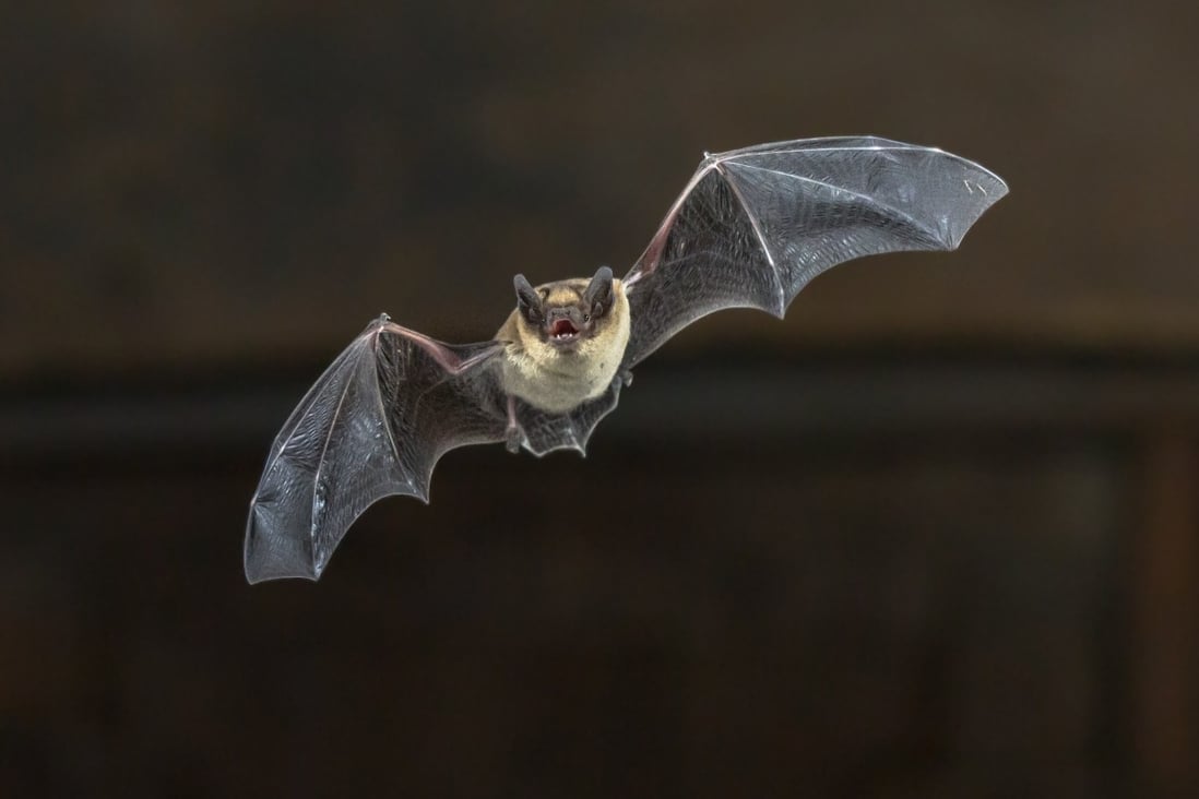 The task force includes a scientist who was in the team that identified bats as reservoirs for coronaviruses after the Sars outbreak. Photo: Shutterstock