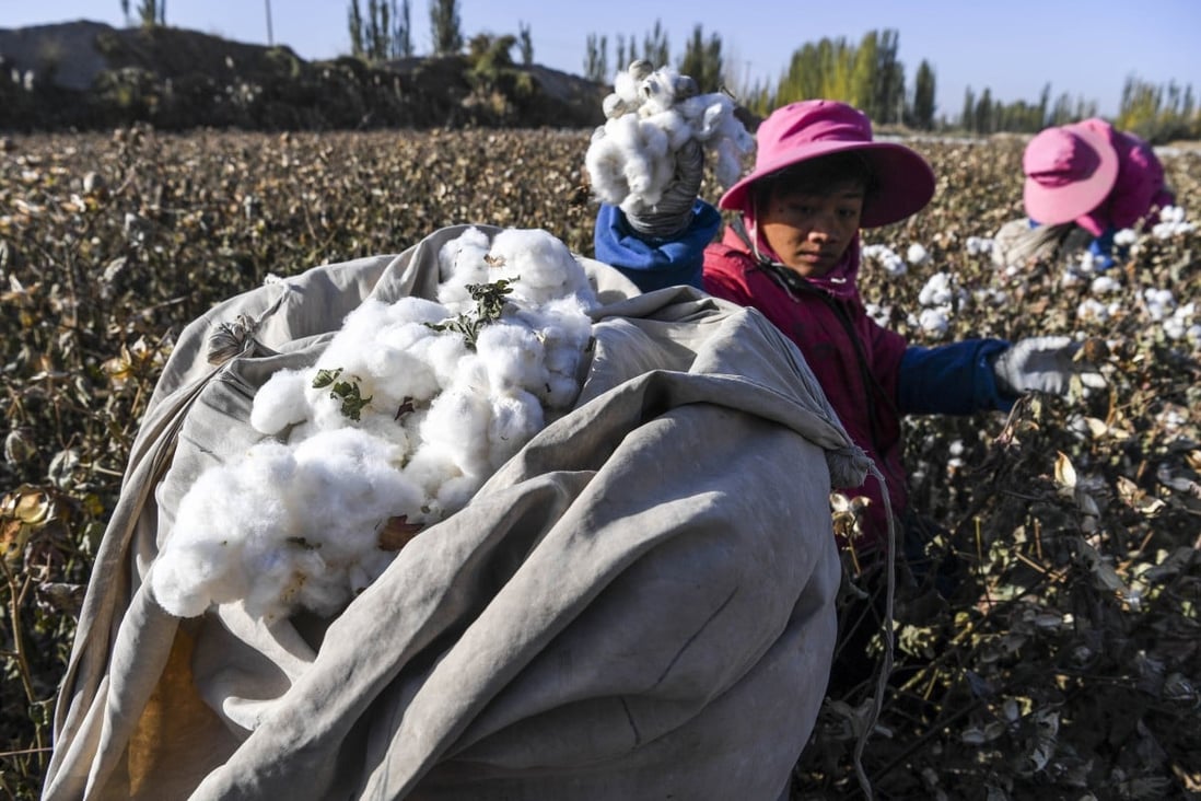 Mujeres recogiendo algodón.