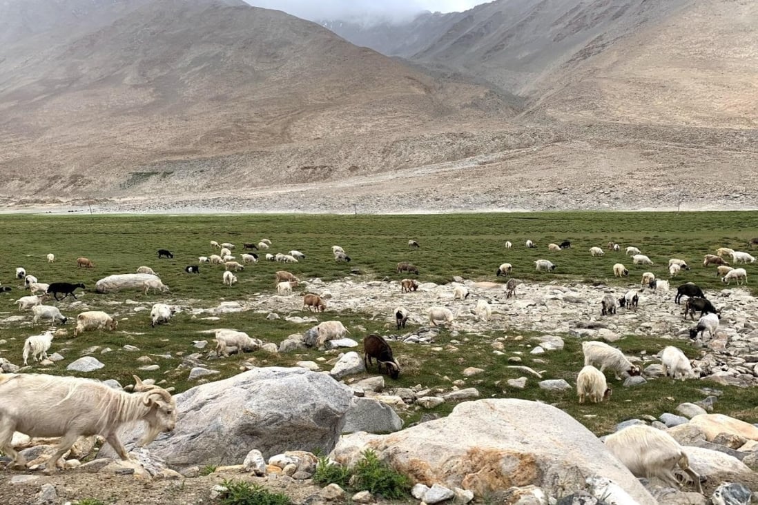 Lobsang Jinpa’s herd of yaks and Pashmina goats grazing on pasture lands near Leh. Photo: Minaam Shah