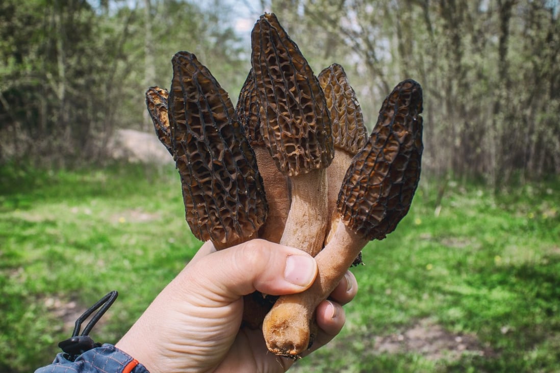 The morel is one of the world’s most prized mushrooms and is harvested in Europe, North America, China and India. It not only tastes good, but has many health benefits too. Photo: Shutterstock