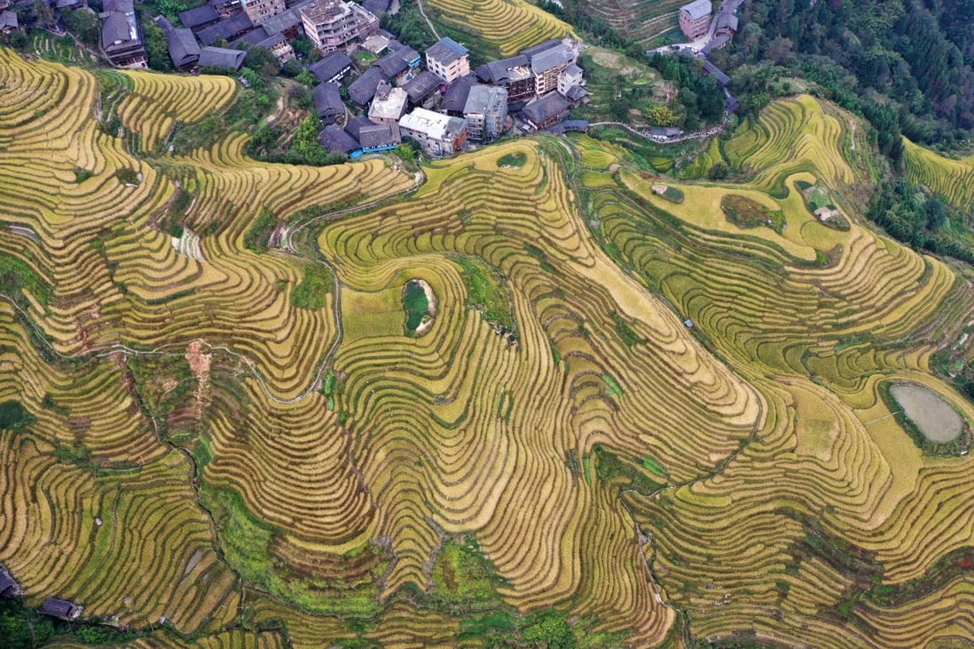 Longji rice terraces in Longsheng in southwest China's Guangxi Zhuang autonomous region. China already produces large volumes of ingredients for plant-based meat, including rice, wheat, potatoes and peas. But cultivation of nutritious pulses, which also show promise as alternative protein sources, continues to lag behind. Photo: Xinhua