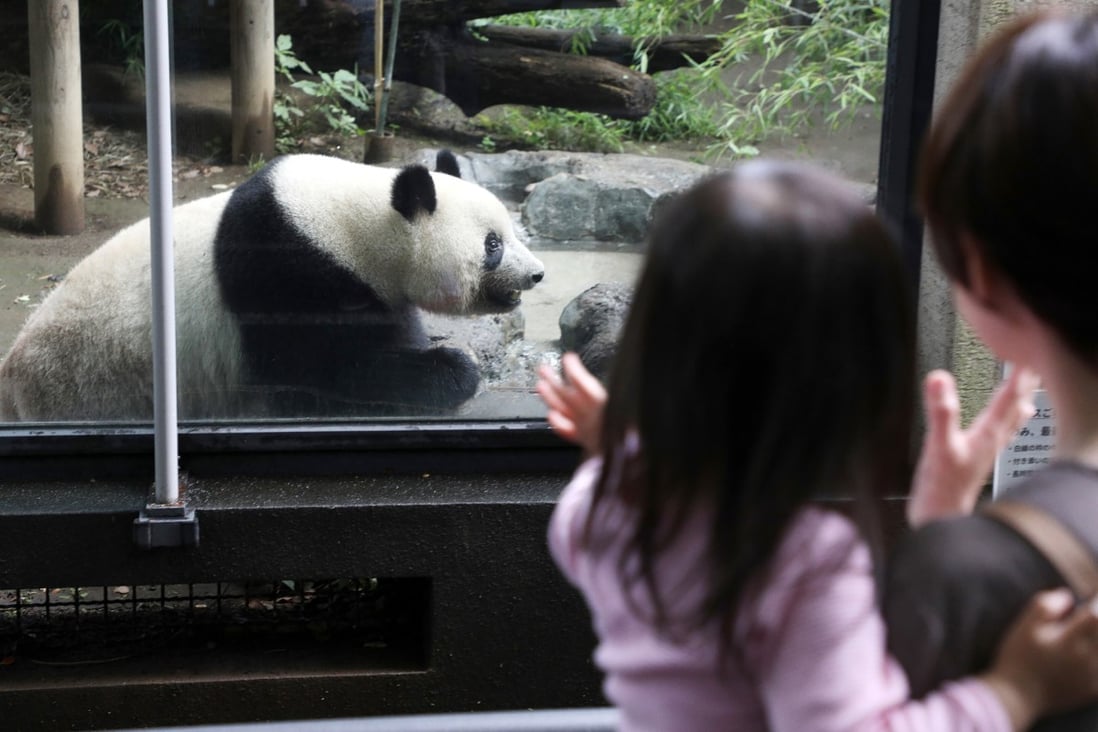 Giant panda cub Xiang Xiang at Ueno Zoo in Tokyo. Photo: AFP