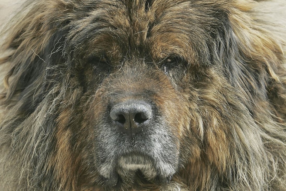 A Tibetan mastiff at Xining Purebred Tibetan Mastiff Breeding Base in 2006 in Qinghai province, China. Photo: China Photos/Getty Images