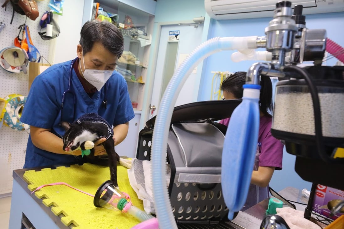 A cat receives immunotherapy treatment at the CAU Animal Clinic, Hong Kong. The new treatment offers hope against deadly and otherwise untreatable pet diseases, and could have applications to human diseases. Photo: Dickson Lee