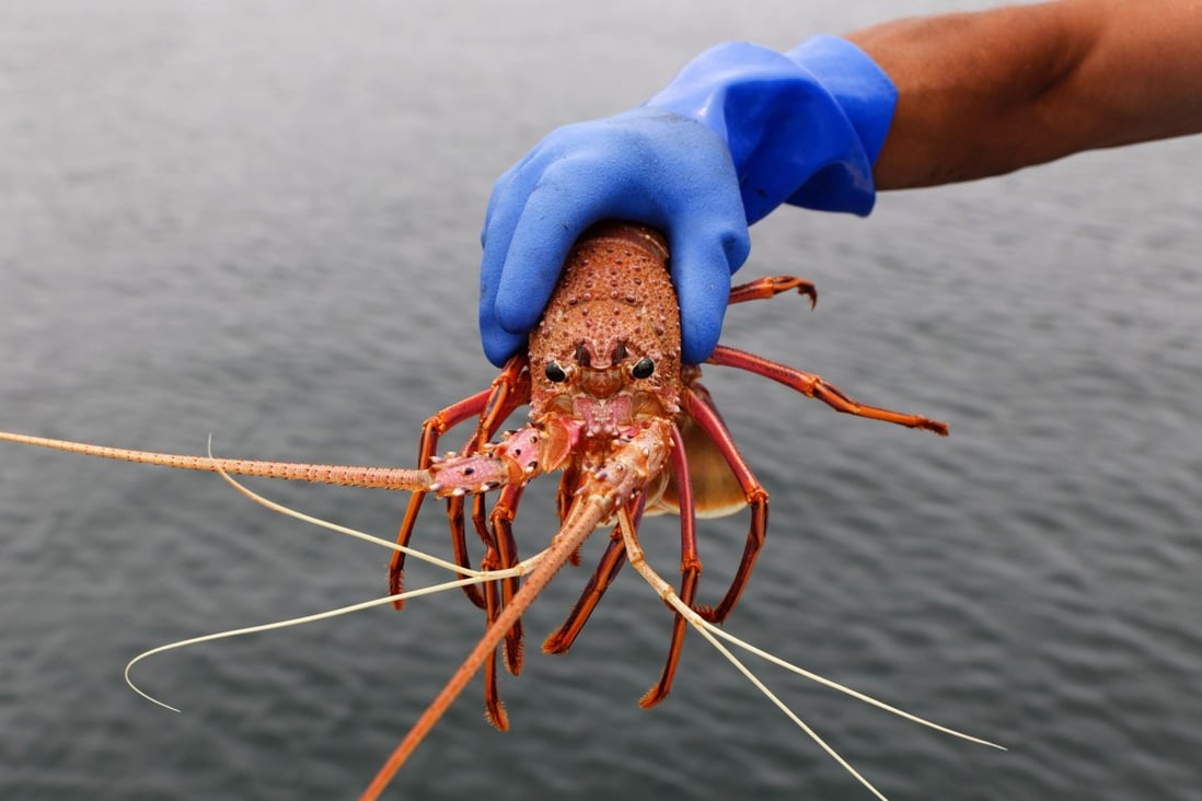 Australia’s rock lobster exports are worth half a billion US dollars a year, and in normal times, 94 per cent of them go to China. Photo: AFP