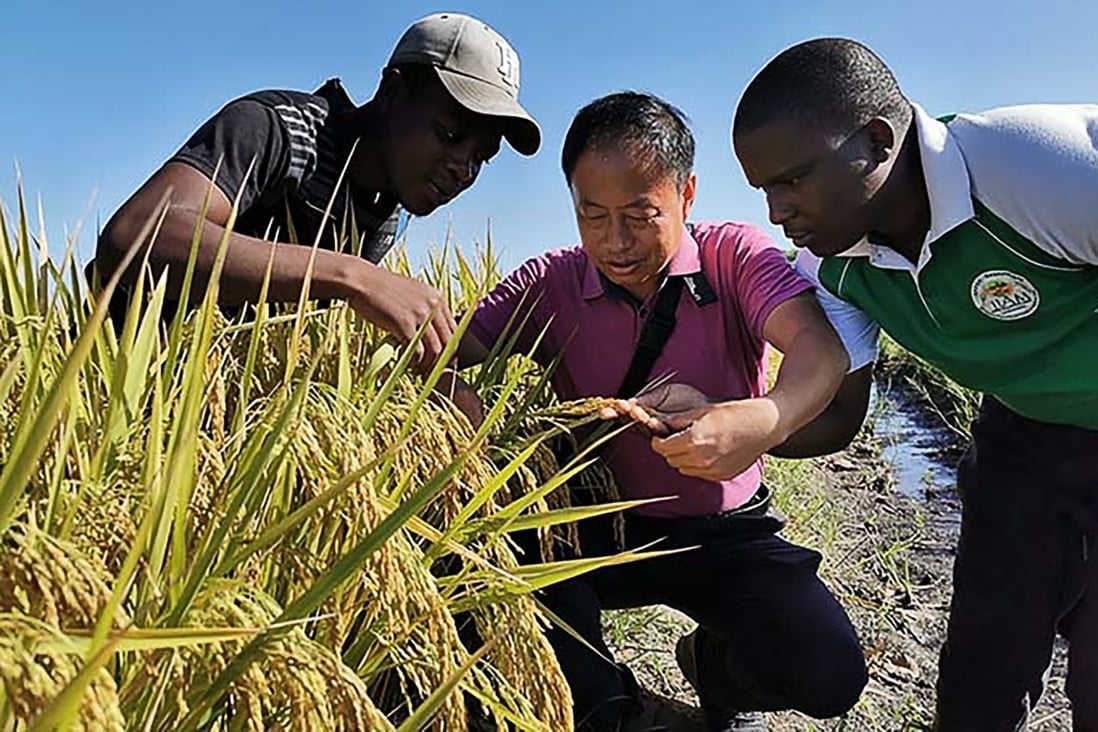 Chinese agriculture experts help boost crop yields across Africa