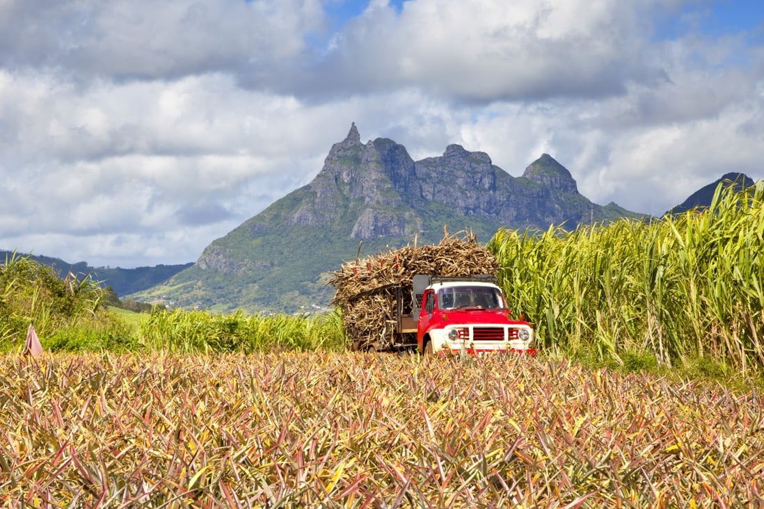 About 85 per cent of the cultivated land on Mauritius is given over to growing sugar. Photo: Shutterstock