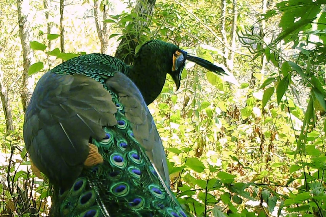 The green peafowl was thought to be extinct in China. Photo: Weibo