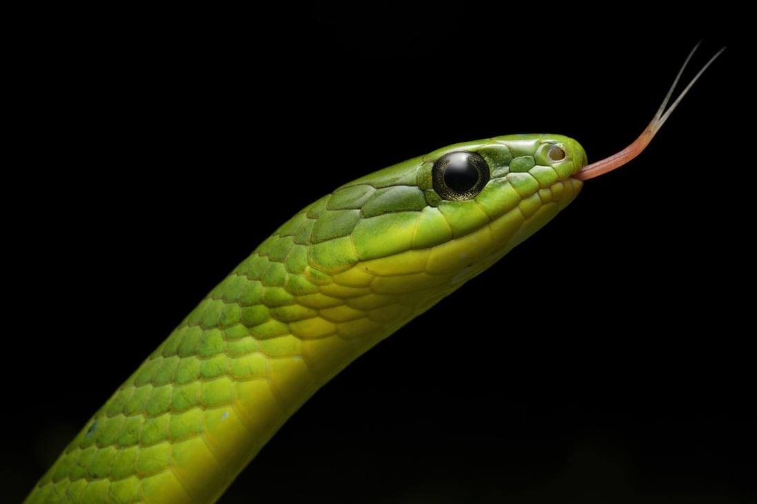 Daphne Wong’s photo of a greater green snake took third place in the 2020 Hong Kong Snakes Facebook group photography competition. Photo: Daphne Wong